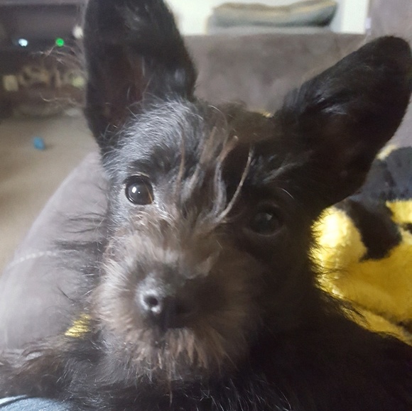 Meet your Posher, Jennifer - Picture 1 of 1